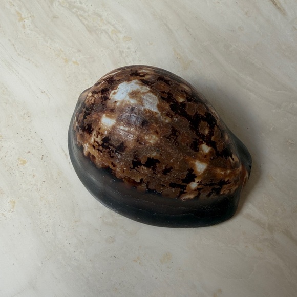 Medium Size Shells Not Found In Typical Souveneir Packs - Picture 6 of 16